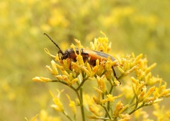 Crossidius pulchellus