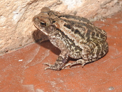 Incilius luetkenii