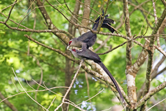 Phaenicophaeus tristis