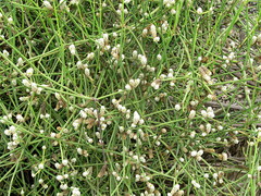 Alternanthera filifolia