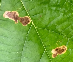 Ectoedemia platanella