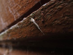 Sagephora phortegella