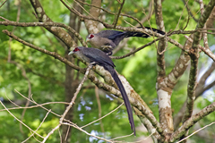 Phaenicophaeus tristis