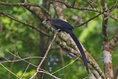 Phaenicophaeus tristis