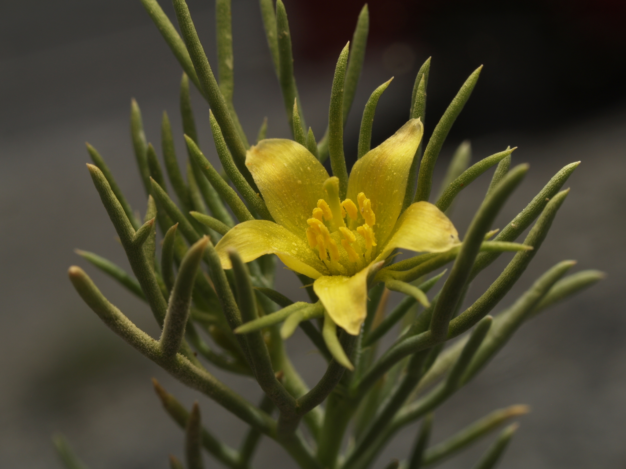 Peganum mexicanum