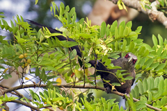 Phaenicophaeus tristis