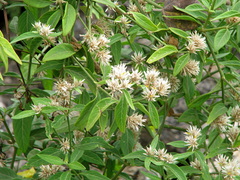Alternanthera echinocephala