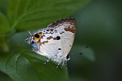 Hypolycaena othona