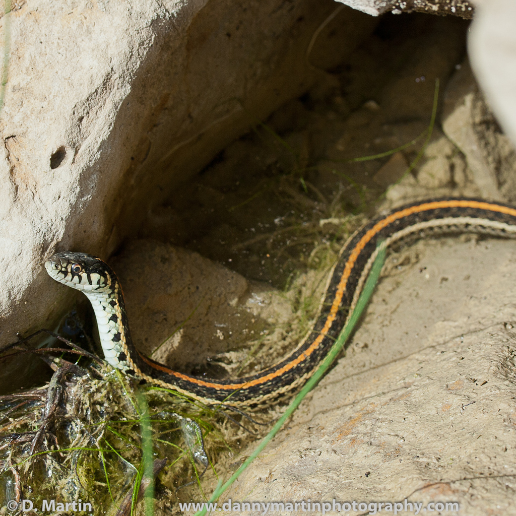 black snake with yellow horizontal stripes