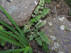 Cheilanthes hypoleuca