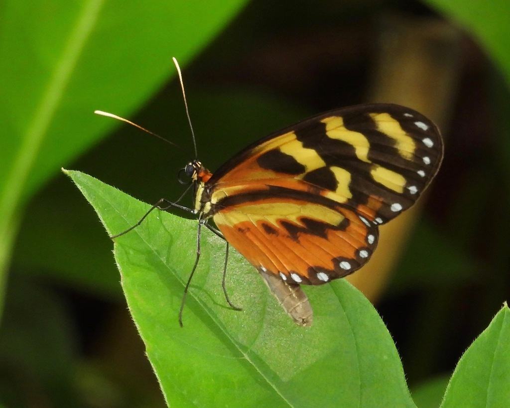 Mechanitis polymnia lycidice