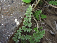 Cheilanthes hypoleuca