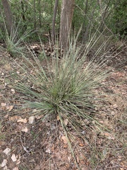 Yucca constricta