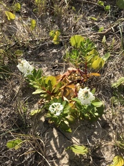 Stackhousia spathulata