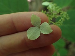Hydrangea radiata