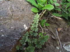 Cheilanthes hypoleuca