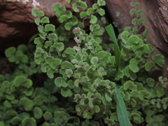 Adiantum chilense scabrum