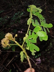 Pseudosamanea guachapele