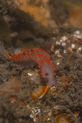 Austraeolis stearnsi