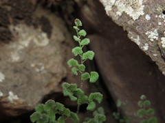 Adiantum chilense scabrum