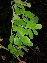 Pseudosamanea guachapele