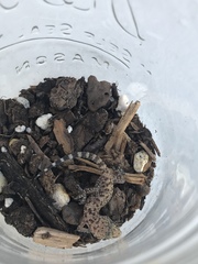 Hemidactylus turcicus