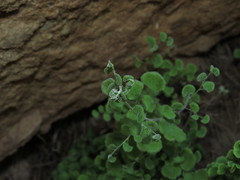 Adiantum chilense scabrum
