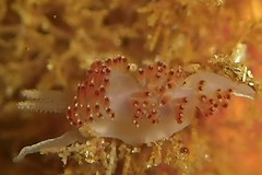 Apata pricei