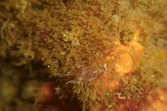 Apata pricei