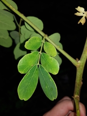 Pseudosamanea guachapele