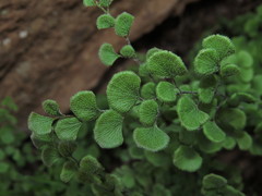 Adiantum chilense scabrum