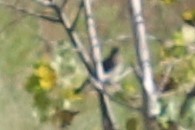 Dumetella carolinensis