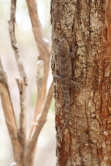 Blaesodactylus antongilensis