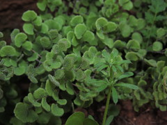 Adiantum chilense scabrum