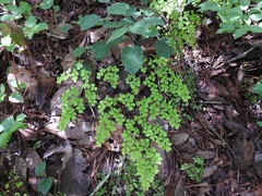 Adiantum andicola