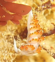 Apata pricei