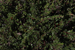 Cotoneaster adpressus