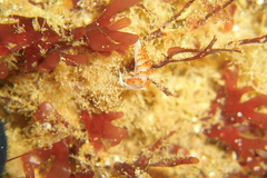 Apata pricei