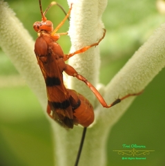 Compsocryptus texensis
