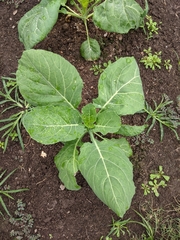 Brassica oleracea viridis