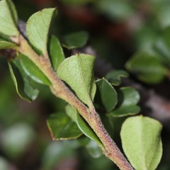 Cotoneaster adpressus