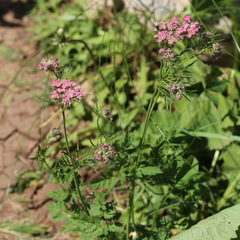 Chaerophyllum roseum