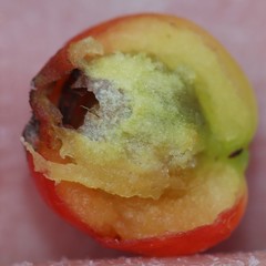 Cotoneaster adpressus