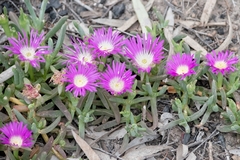 Carpobrotus modestus