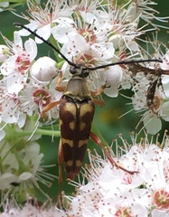 Typocerus