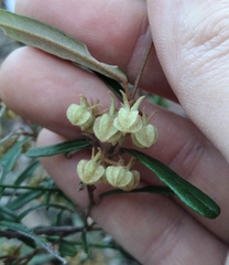 Lasiopetalum ferrugineum