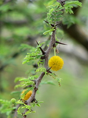 Vachellia rorudiana