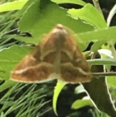 Caripeta angustiorata