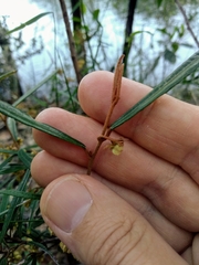 Lasiopetalum ferrugineum