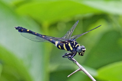 Ictinogomphus decoratus